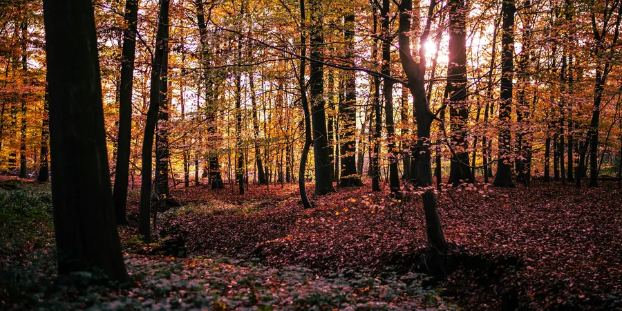 Hêtraie en automne Sous-bois de hêtres aux feuilles d’automne