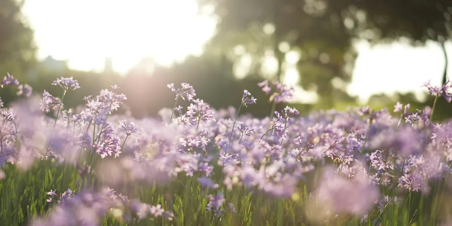 Massif de fleurs éclairé à contre-jour par le soleil